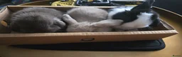Mini Lop rabbits for sale: 3 Cute Baby Mini Lop Babies  - Advert 13