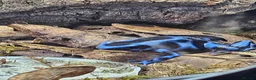 Frog reptiles for sale: Blue/black auratus x9 - Advert 7
