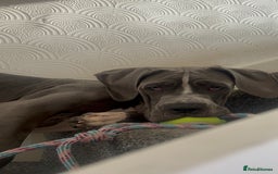 Cane Corso dogs for sale: CANE CORSO CLIO - ******  - Image 7