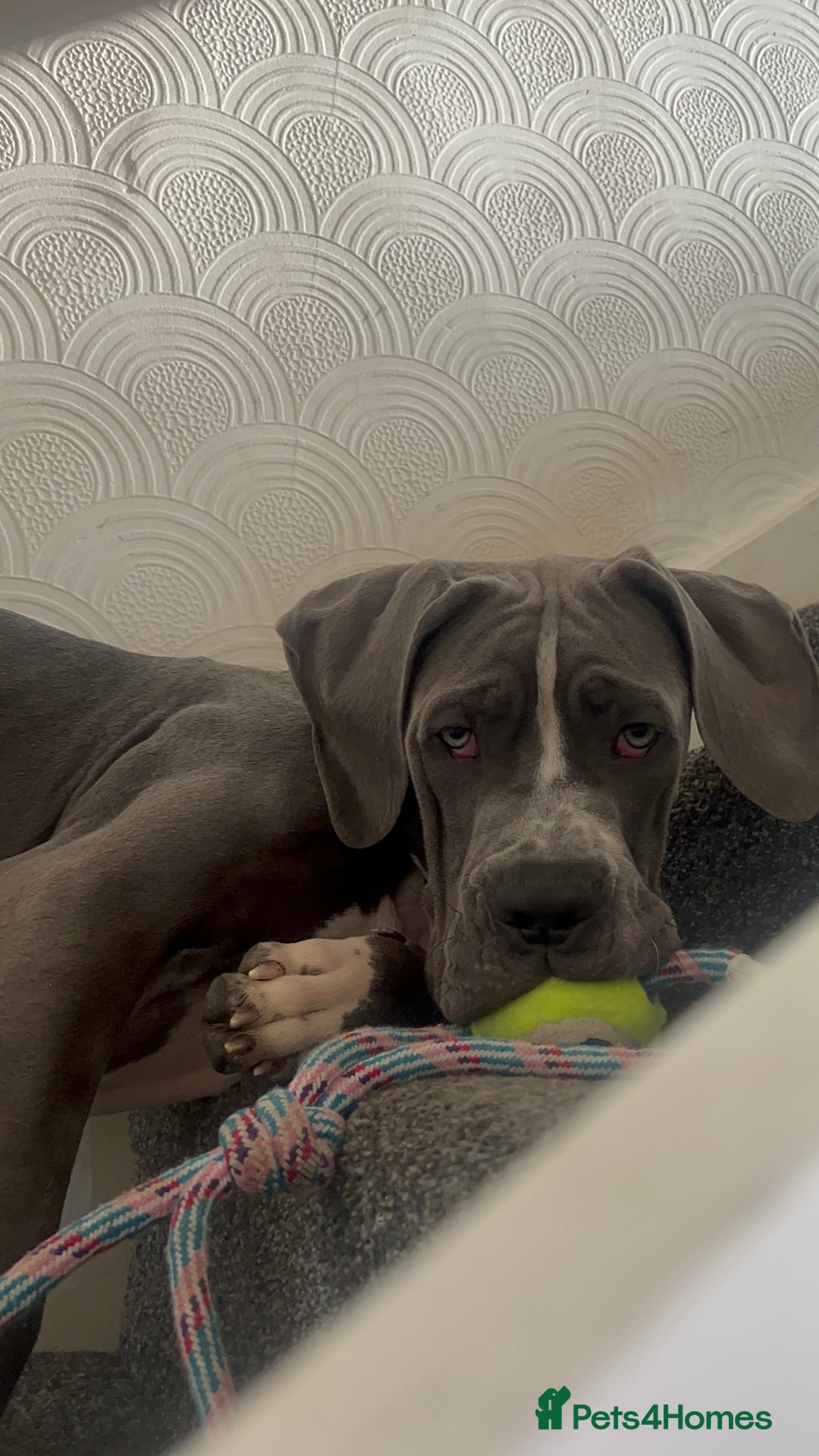 Cane Corso dogs for sale: CANE CORSO CLIO - ******  - Image 7