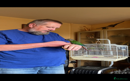 Conures birds for sale: Baby silly tame green cheek conures  - Image 8