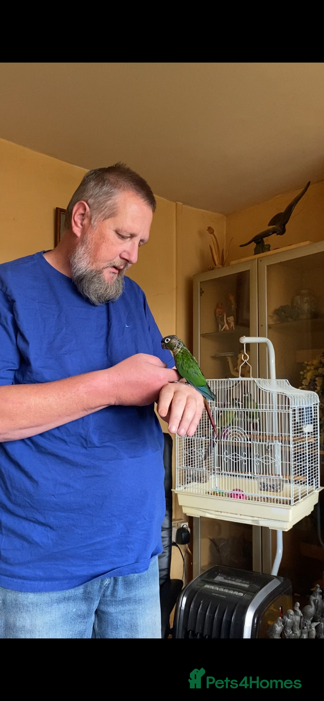 Conures birds for sale: Baby silly tame green cheek conures  - Image 8