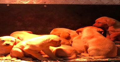 Labrador Retriever dogs - Advert 1