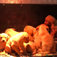 Labrador Retriever dogs - Advert 2