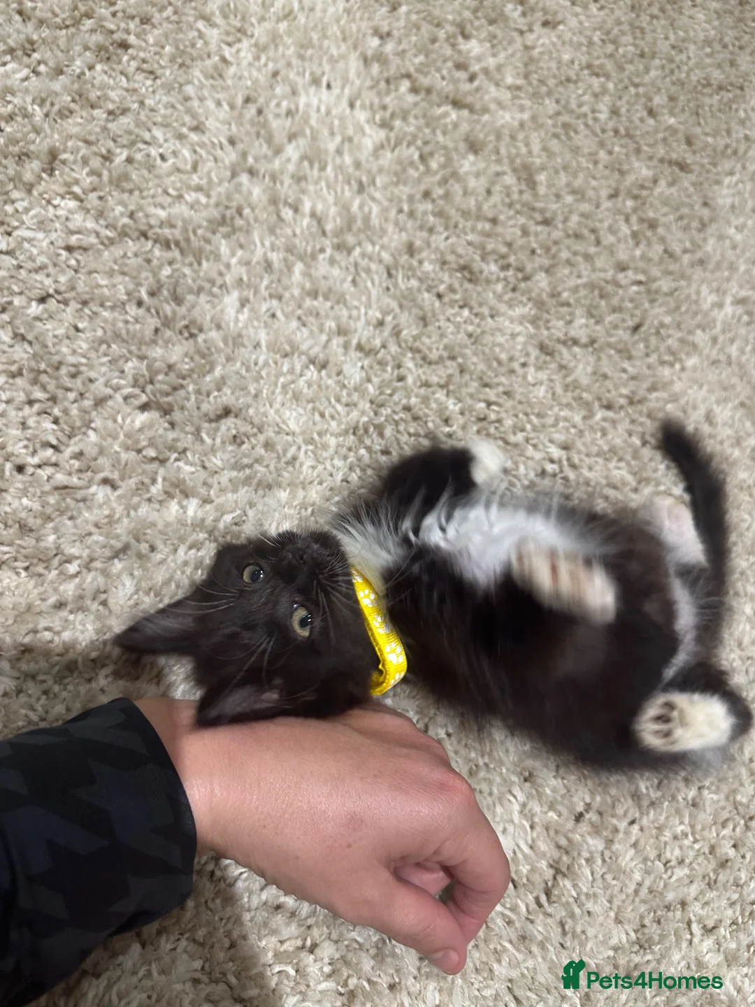 Maine Coon cats for sale: Maine coon x tuxedo kittens in Wisbech - Advert 28