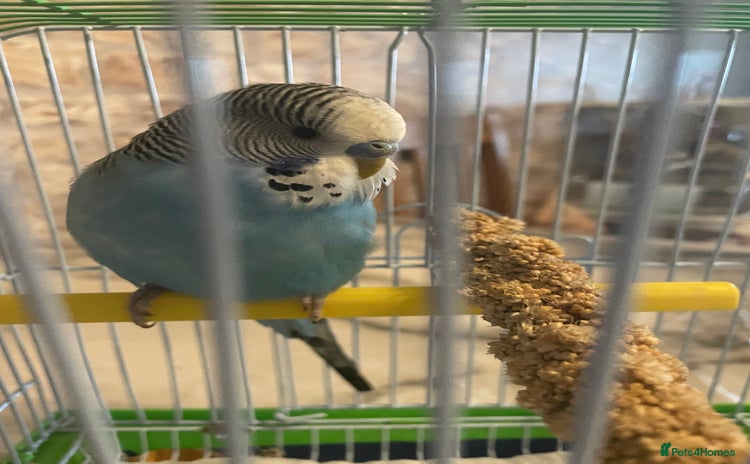 Budgerigars birds - Advert 16