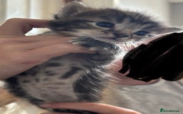Mixed Breed cats for sale: Beautiful kittens ready to go 13 September   - Image 4