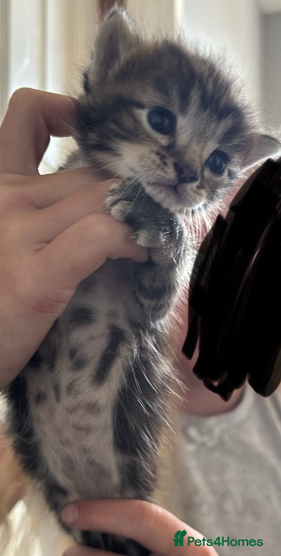 Mixed Breed cats for sale: Beautiful kittens ready to go 13 September   - Image 4