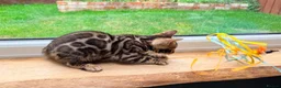 Bengal cats for sale: 🐾 Show quality GCCF Bengal Kittens for Sale 🐾 - Advert 3