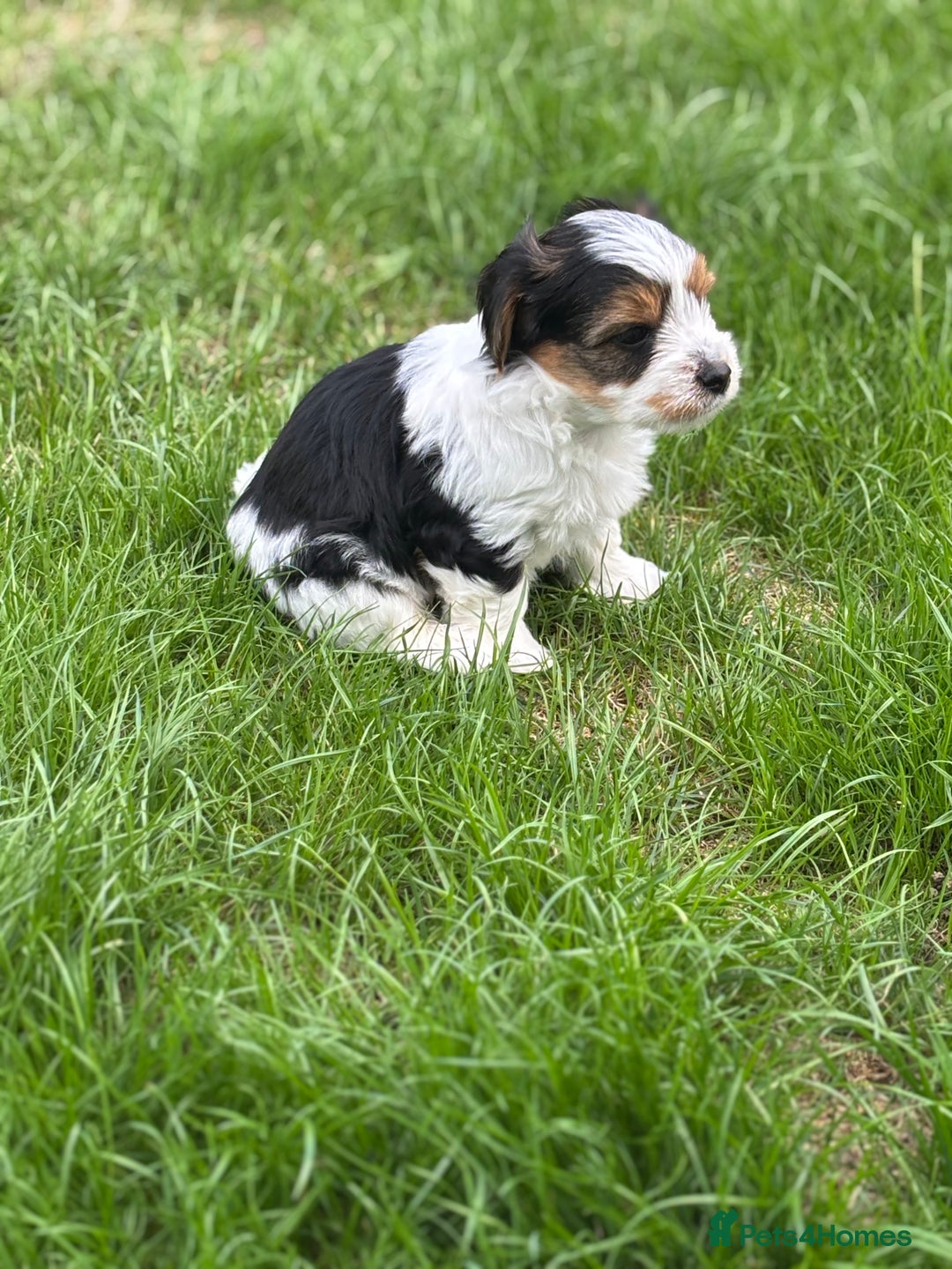 Biewer Terrier dogs for sale: Just one gorgeous boy and girl available  - Image 4