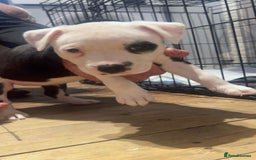 Staffordshire Bull Terrier dogs for sale: For sale staffy female  - Image 4