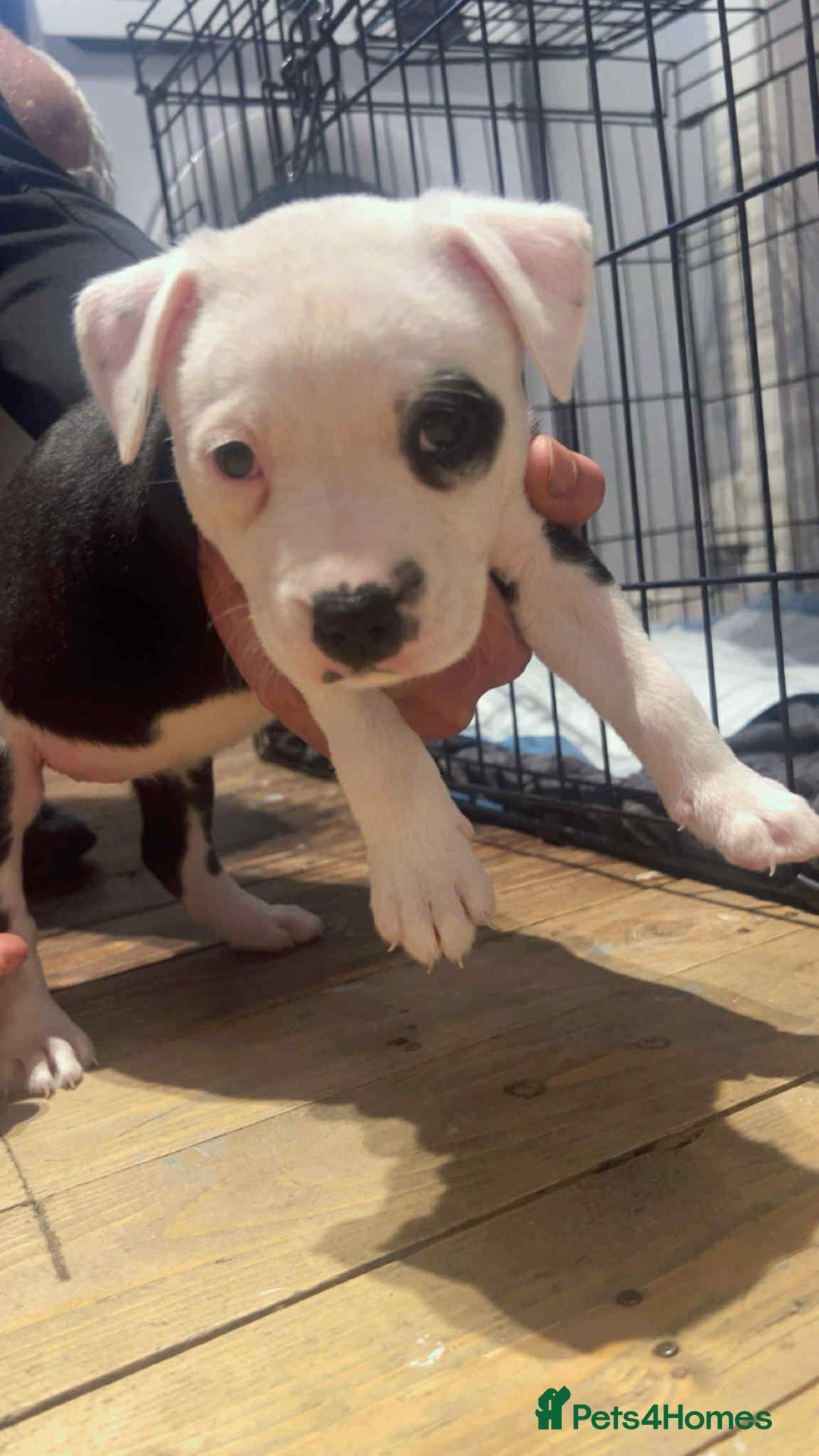 Staffordshire Bull Terrier dogs for sale: For sale staffy female  - Image 4