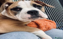 Alapaha Blue Blood Bulldog dogs for sale: Beautiful Alapaha blue bulldogs  - Image 15