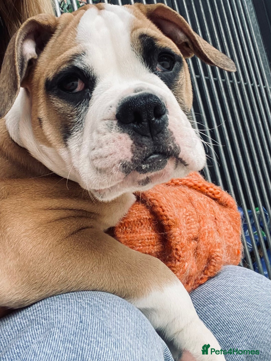 Alapaha Blue Blood Bulldog dogs for sale: Beautiful Alapaha blue bulldogs  - Image 15