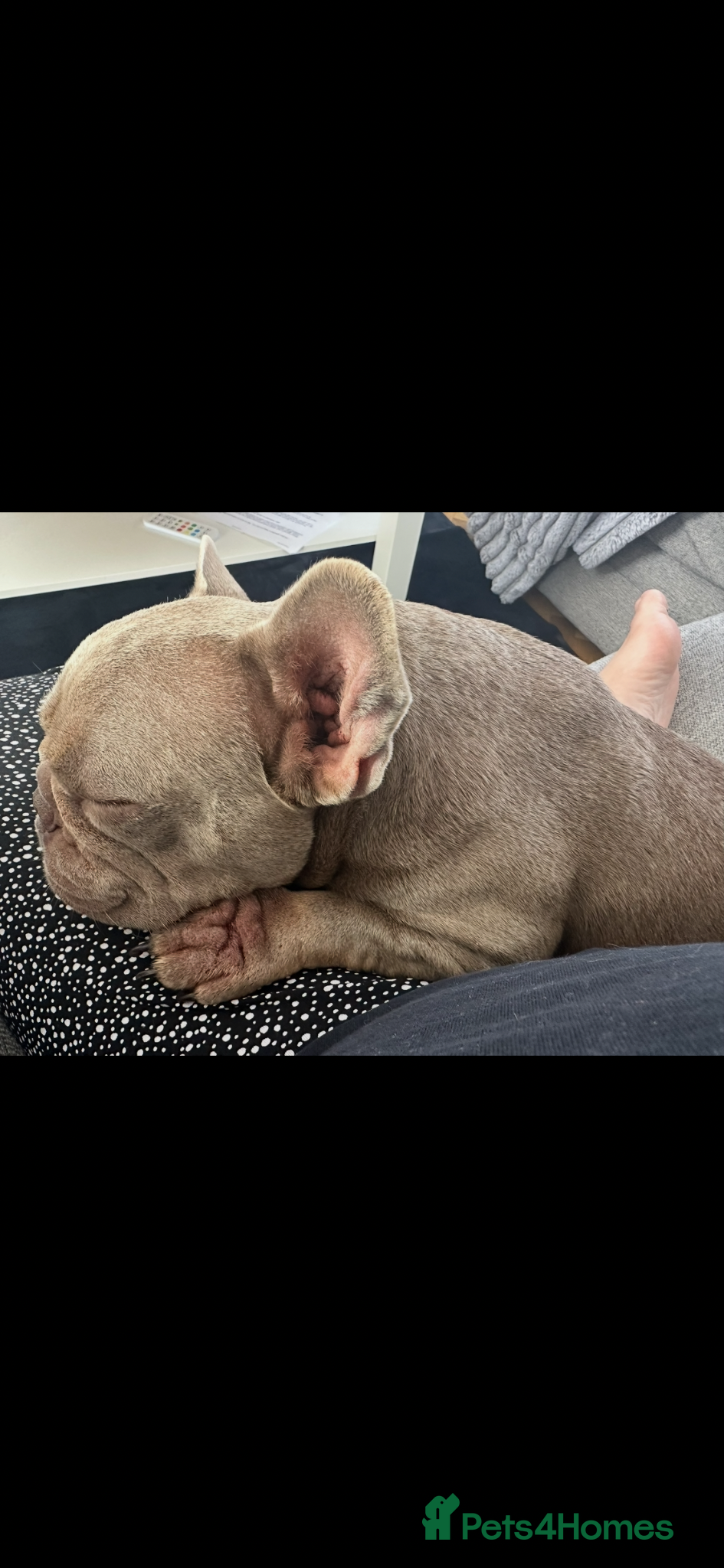 French Bulldog dogs My beautiful delihuha French bulldog  - Advert 1