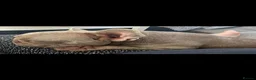 French Bulldog dogs for sale: My beautiful delihuha French bulldog  - Advert 1
