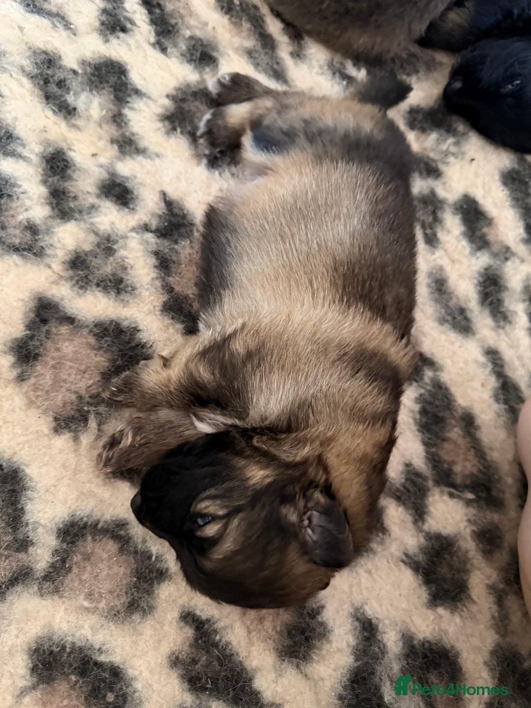 German Shepherd dogs for sale: 5 health tested kc reg German shepherd pups - Image 4