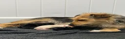 Mixed Breed dogs for sale: JACKINORIPOOS - Advert 13