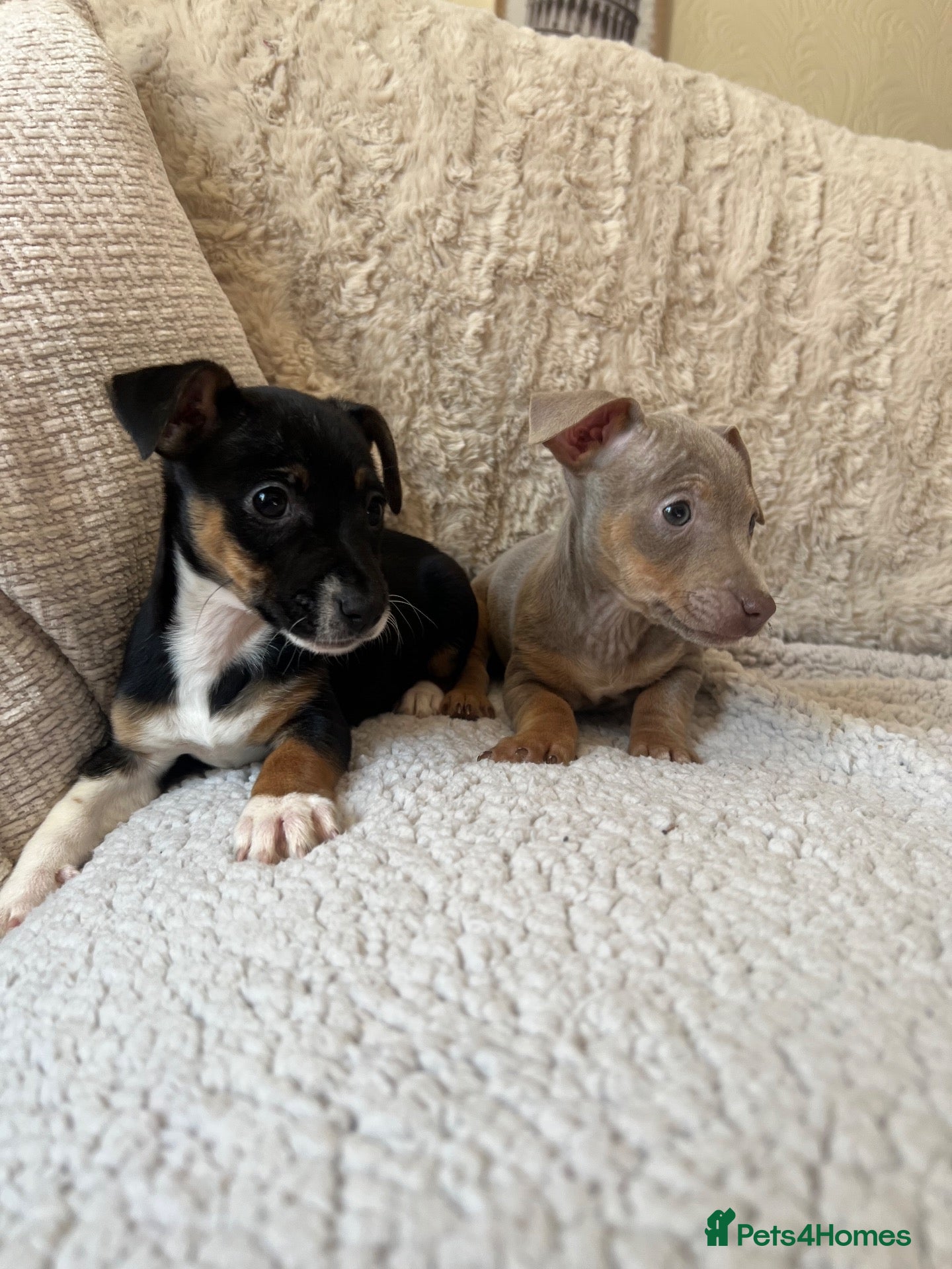 Jack Russell dogs Jack Russell Puppies - Advert 2