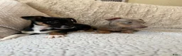 Jack Russell dogs for sale: Jack Russell Puppies - Advert 9