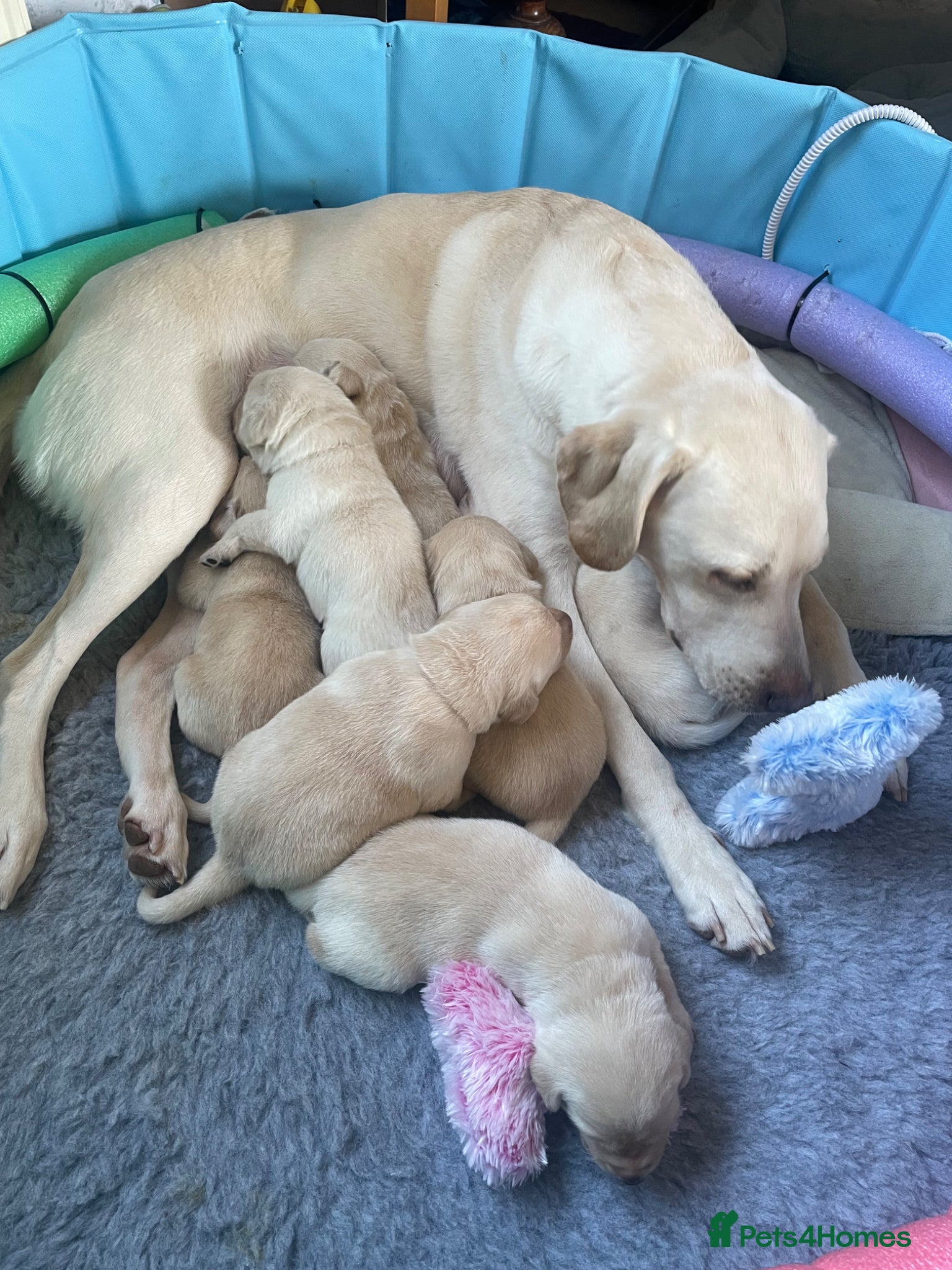Labrador Retriever dogs 3 Yellow boys   - Advert 1