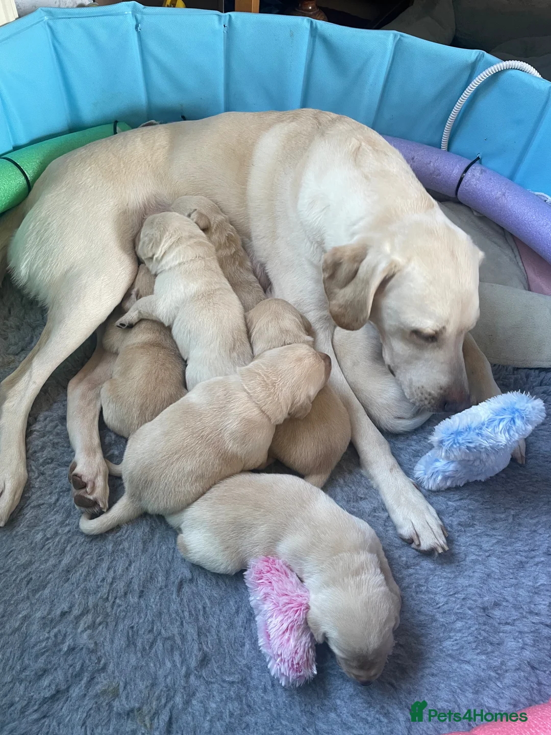 Labrador Retriever dogs for sale: 3 Yellow boys   - Advert 1
