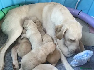Labrador Retriever dogs for sale: 1 boy Sired byFtCh - Advert 2
