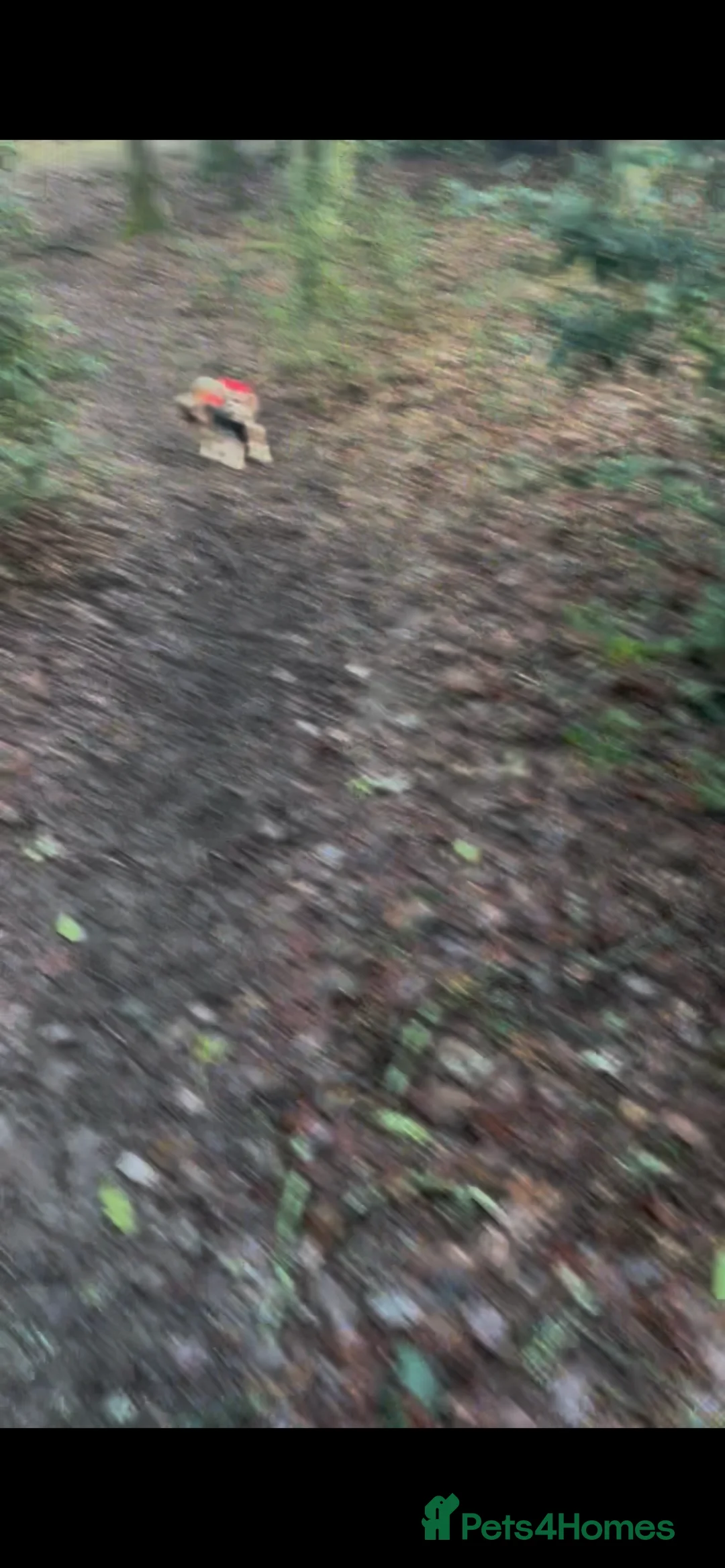 Cavalier King Charles Spaniel dogs for sale: 3 adult cavaliers (speyed)1 boy 2 girls  - Advert 12