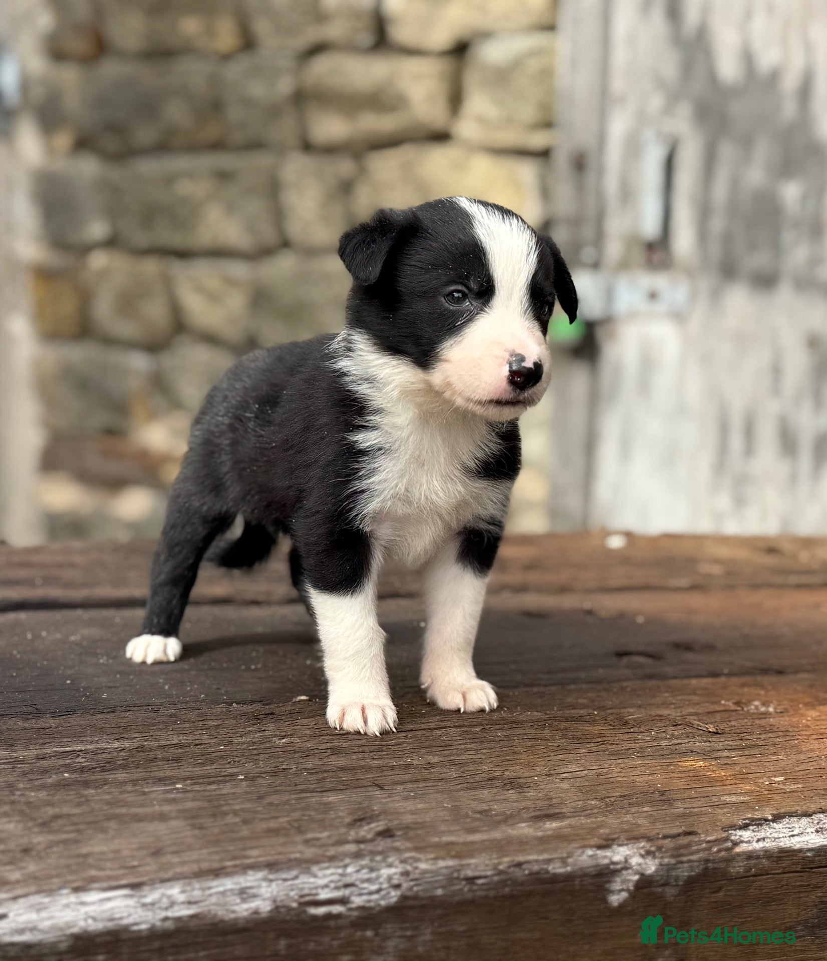 Border Collie dogs Fully health tested collie pups  - Advert 2