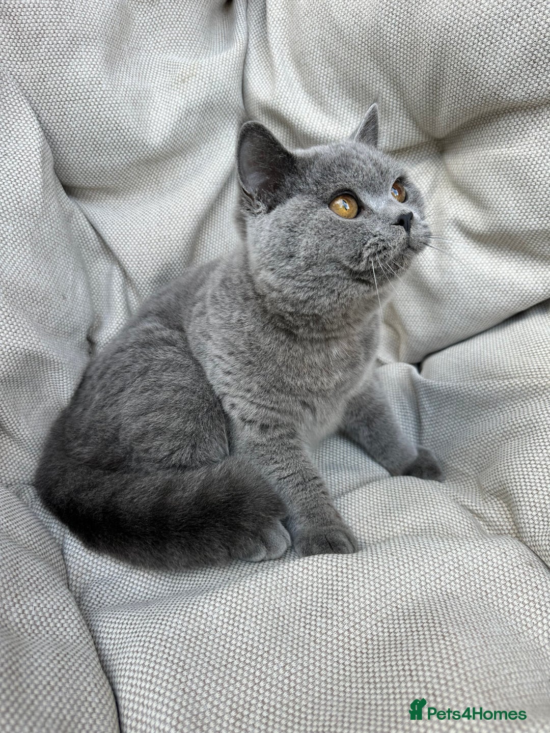 British Shorthair cats for sale: British Shorthair Chunky kittens - Advert 28