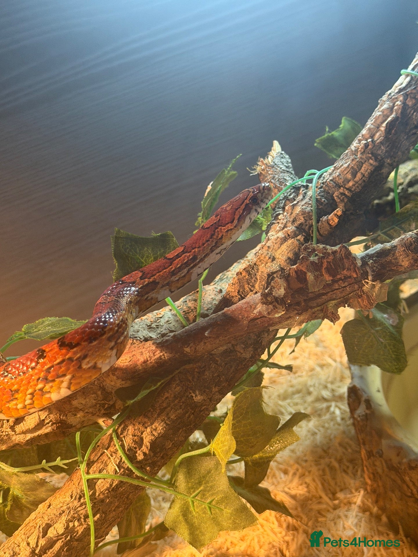 Corn Snake reptiles for sale: Corn snake & Vivarium - Advert 1