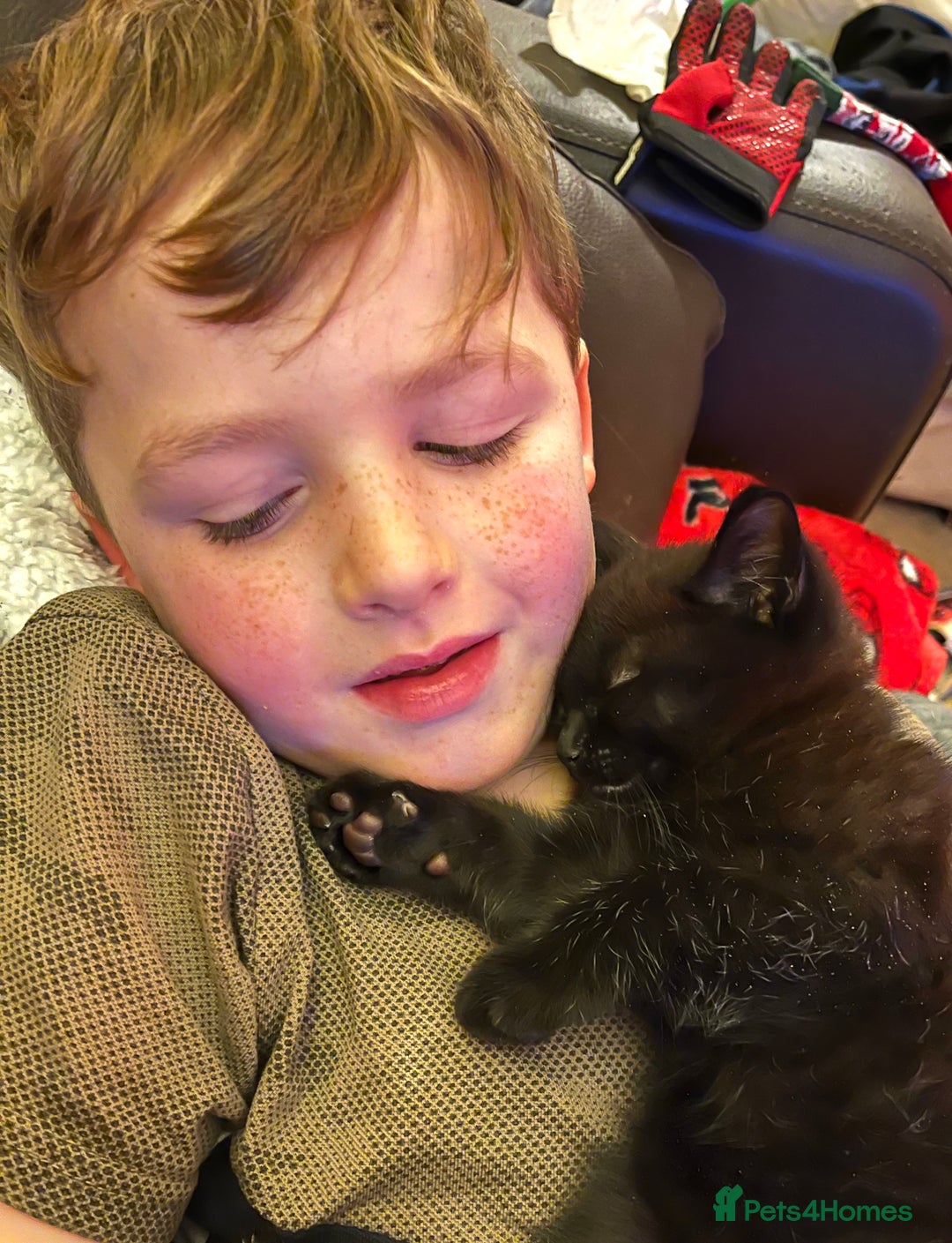 Mixed Breed cats for sale: Big boy - Advert 4