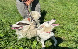 Mixed Breed dogs for adoption: Meet HANNAHH - a Lovely Girl for a Loving Home - Advert 9
