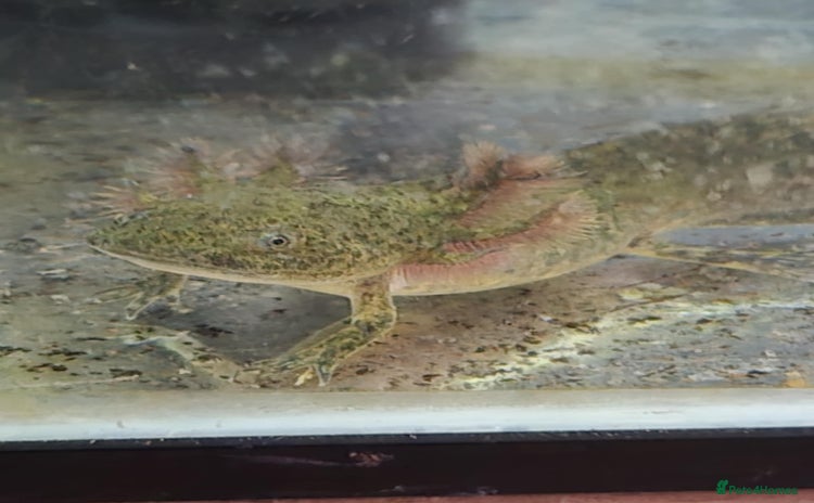 Axolotl reptiles - Advert 2