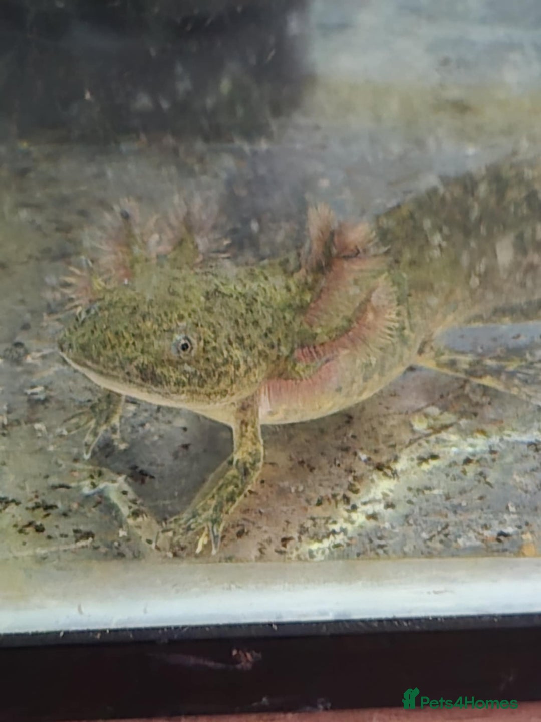 Axolotl reptiles for sale: 4 Wild types 5 month old axolotls - Image 1