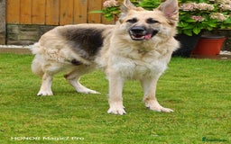 German Shepherd dogs for sale: German Shepherd puppy - Image 8