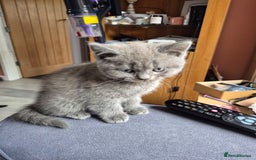 British Shorthair cats for sale: Last British shorthair kitten available! - Image 3