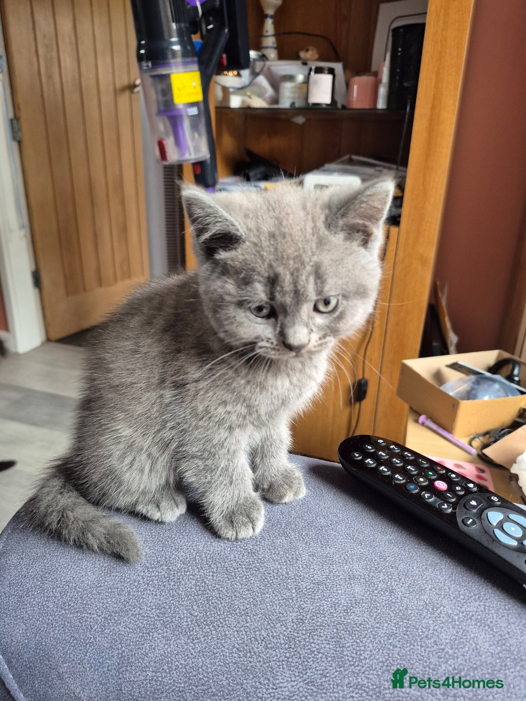 British Shorthair cats for sale: Last British shorthair kitten available! - Image 3