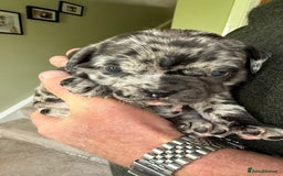 Mixed Breed dogs for sale: Cute Olde English Bulldog & Pug/Frenchie 4 sale - Image 13