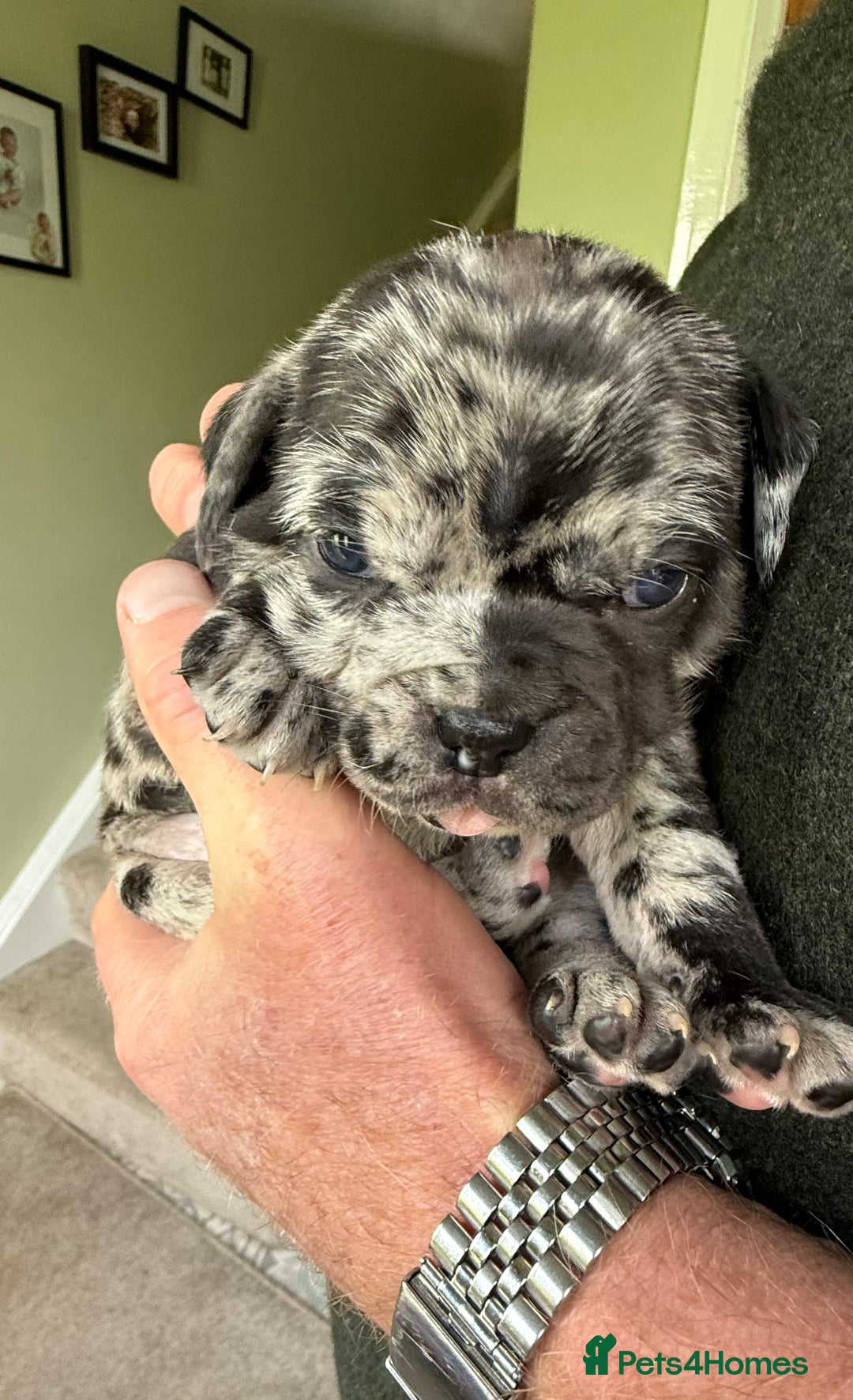 Mixed Breed dogs for sale: Cute Olde English Bulldog & Pug/Frenchie 4 sale - Image 13