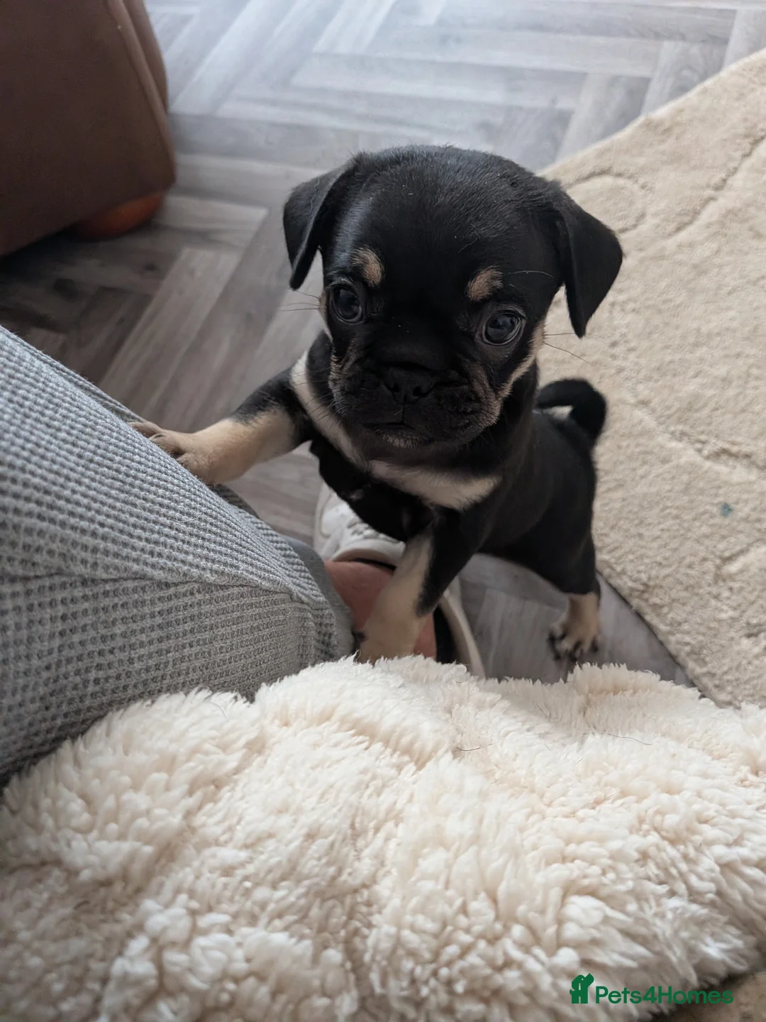 Frug dogs for sale: Stunning Frug Male Puppy - Advert 2