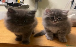 Ragdoll cats for sale: Ragdoll cross kittens  - Image 4