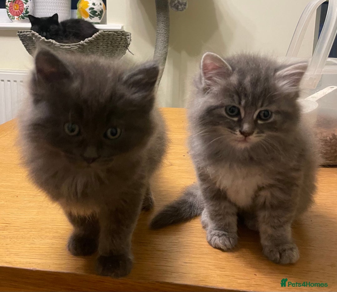 Ragdoll cats for sale: Ragdoll cross kittens  - Image 4