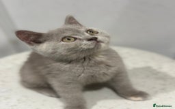 British Shorthair cats for sale: 🌈Choc Lilac Fawn Tortie Full Pedigree Brit BSH😍 - Image 27