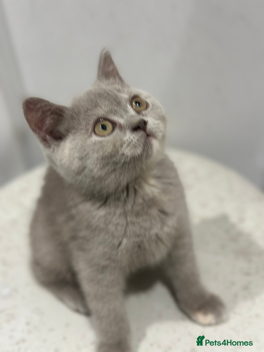 British Shorthair cats for sale: 🌈Choc Lilac Fawn Tortie Full Pedigree Brit BSH😍 - Image 27