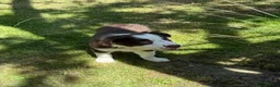 Border Collie dogs for sale: Litter of three striking Border Collie puppies  in Witney - Advert 13