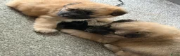 Mixed Breed dogs for sale: Pomeranian , Bichon x  - Advert 8