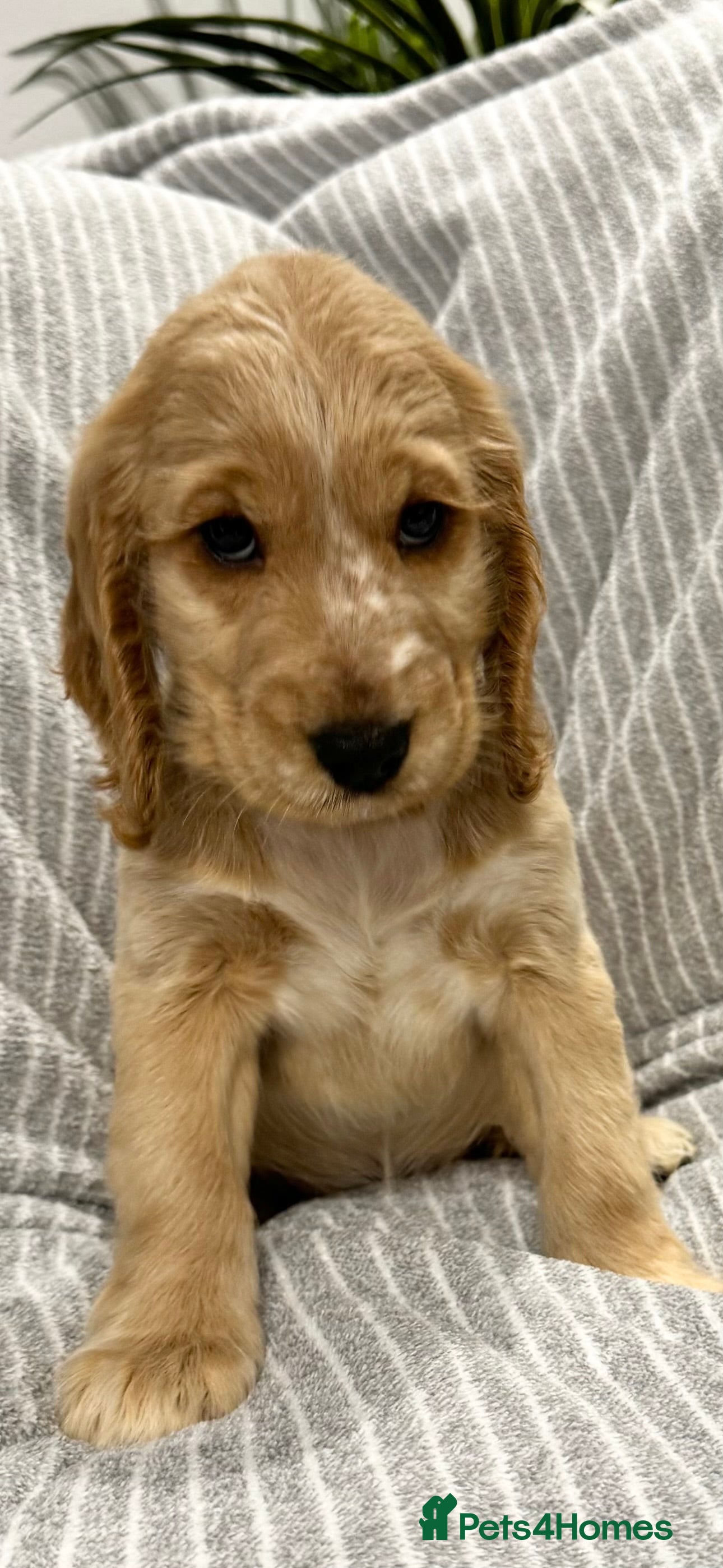 Cocker Spaniel dogs 🐶 Cocker Spaniel Puppies Ready Soon! 🏡 - Advert 3