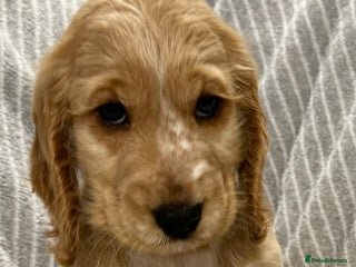 Cocker Spaniel dogs 🐶 Cocker Spaniel Puppies Ready Soon! 🏡 - Advert 1