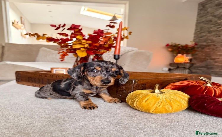 Miniature Dachshund dogs - Advert 3